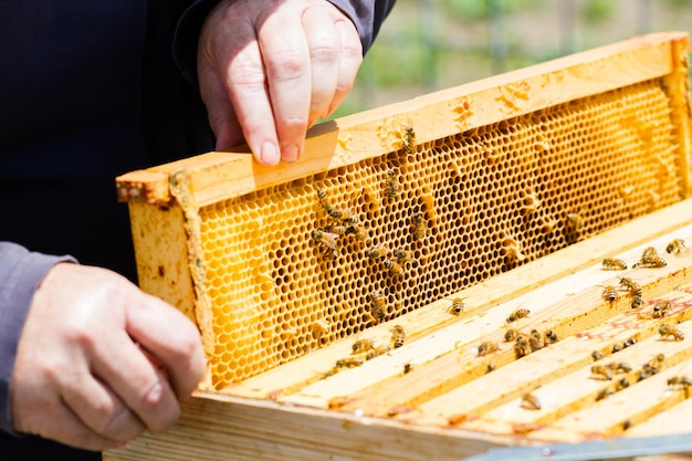 Ein Imker überprüft ihren Bienenstock.