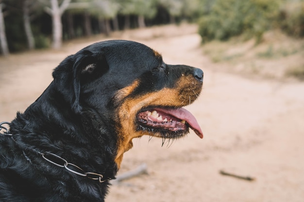 Ein imposantes Exemplar der amerikanischen Rottweiler-Linie Concept potenziell gefährlicher Hund