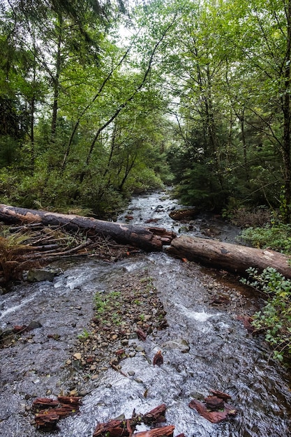 Ein in mehrere Teile zerbrochener Baumstamm über einem kleinen Bach im Oswald West State Park