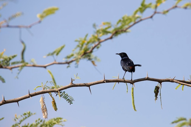 Ein indischer Rotkehlvogel sitzt auf einem Zweig