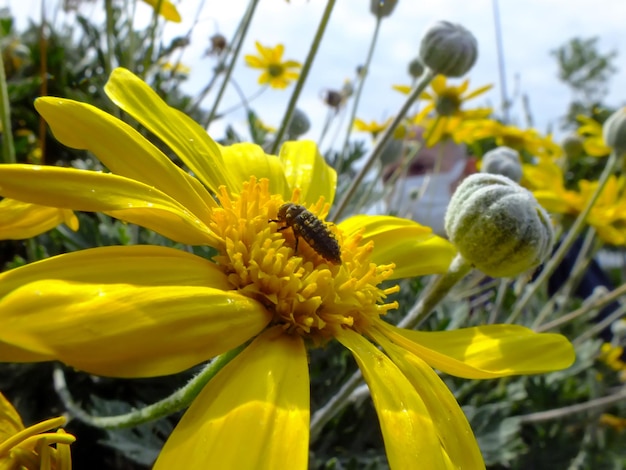 Ein Insekt auf einer gelben Gänseblümchenblume mit unscharfem grünem Hintergrund