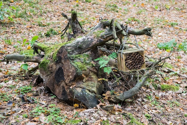 Ein Insektenhaus steht auf einem Baumstamm im Wald