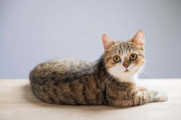 Ein isoliertes Katzenporträt mit einem schönen kleinen grauen schottischen Fold-Kätzchen auf weißem Hintergrund Die fröhliche Katze steht mit einem geraden Schwanz, der Spiellichkeit ausstrahlt