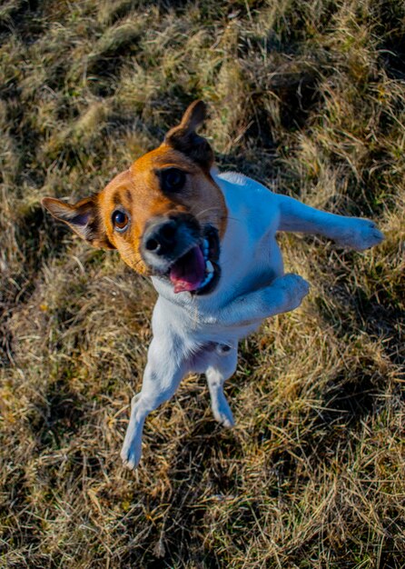 Ein Jack Russell, der in einem Park läuft