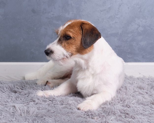 Ein Jack Russell Terrier liegt auf einem grauen Teppich