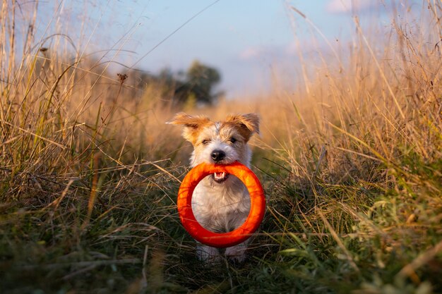 Ein Jack Russell Terrier-Welpe trägt einen orangefarbenen Spielzeugring in den Zähnen.