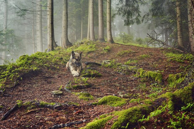 Ein Jagdhund erwartet seinen Besitzer in einem nebligen Wald