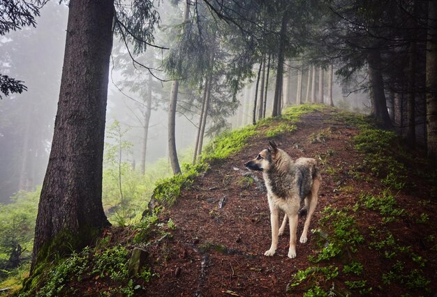 Ein Jagdhund erwartet seinen Besitzer in einem nebligen Wald