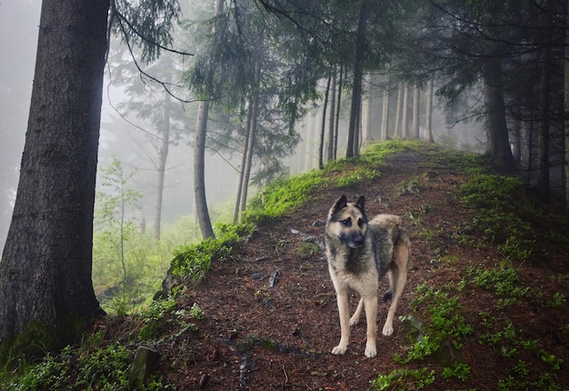 Ein Jagdhund erwartet seinen Besitzer in einem nebligen Wald