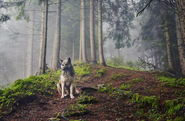 Ein Jagdhund erwartet seinen Besitzer in einem nebligen Wald