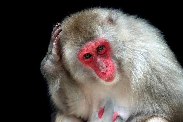 Ein japanischer Affe Macaca fuscata fuscata Nahaufnahme Gesicht Macaca fuscata fuscata Nahaufnahme