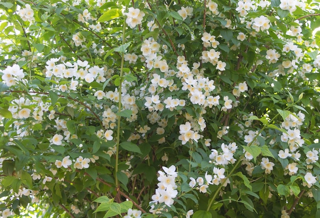 Ein Jasminbusch mit vielen weißen Blumen im Sommer Wie man Jasminkonzept anbaut