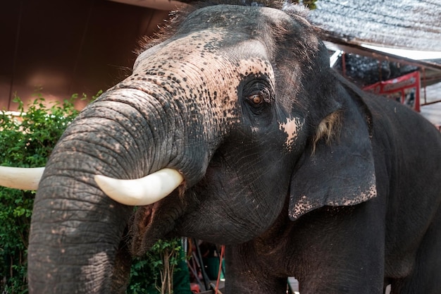 Ein junger asiatischer Elefant bittet um Nahrung, öffnet seinen Mund und schaut traurig weg