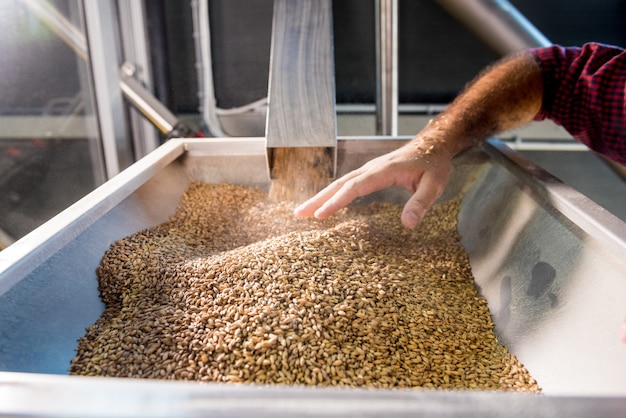 Ein junger Brauer in einer Lederschürze kontrolliert das Mahlen von Malzsamen in einer Mühle einer modernen Brauerei