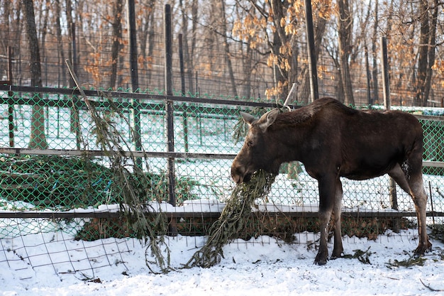 Ein junger Elch frisst an einem Wintertag einen Nadelbaum im Zoo