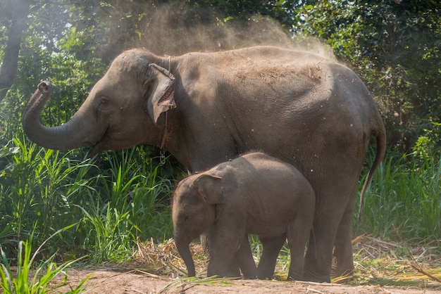 Ein junger Elefant direkt neben einem erwachsenen.