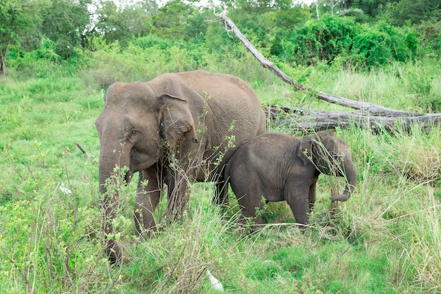 Ein junger Elefant direkt neben einem erwachsenen.