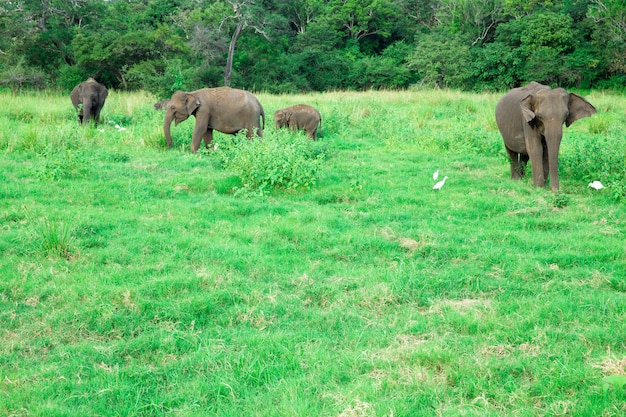 Ein junger Elefant direkt neben einem erwachsenen.