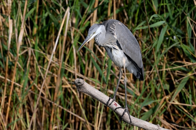 Ein junger Graureiher (Ardea cinerea) steht auf einem Baumstamm am Fluss und sucht nach Beute.