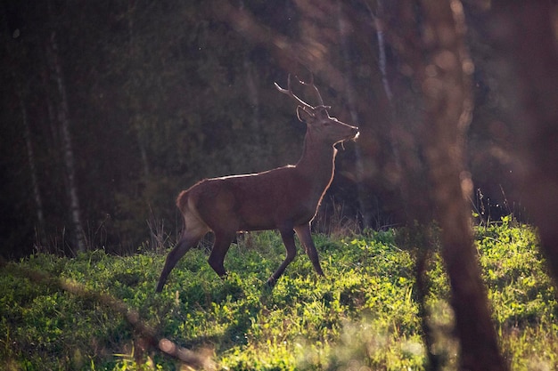 Ein junger Hirsch freut sich an einem sonnigen Tag