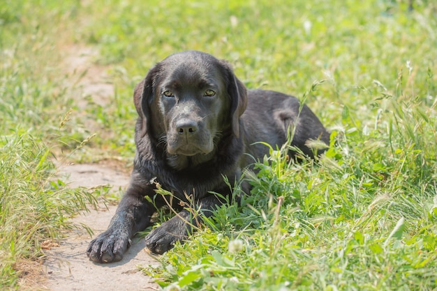 Ein junger Labrador-Retriever-Hund liegt an einem sonnigen Tag auf dem Gras. Schmale Fokuszone auf den Augen