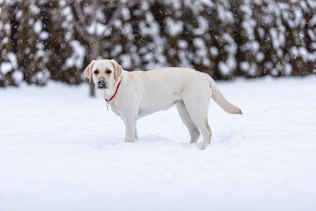 Ein junger Labrador Retriever steht in Schneeverwehungen und blickt auf die Kamera Snowing Nose im Schnee