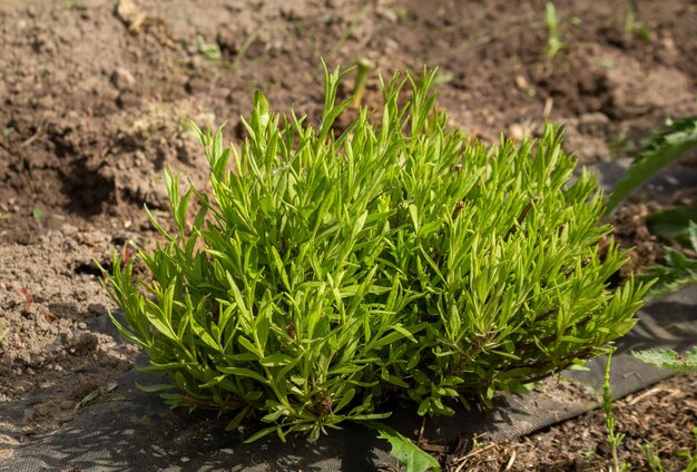 Ein junger Lavendelstrauch im Bodenanbau von Lavendel Baumschulgartenkonzept