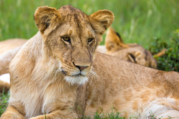 Ein junger Löwe in Nahaufnahme, das Gesicht eines fast schlafenden Löwen