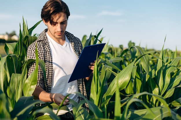 Ein junger Mann betrachtet eine Maisernte mitten auf einem Feld. Agronomie, Landwirtschaft. Überprüft Informationen.