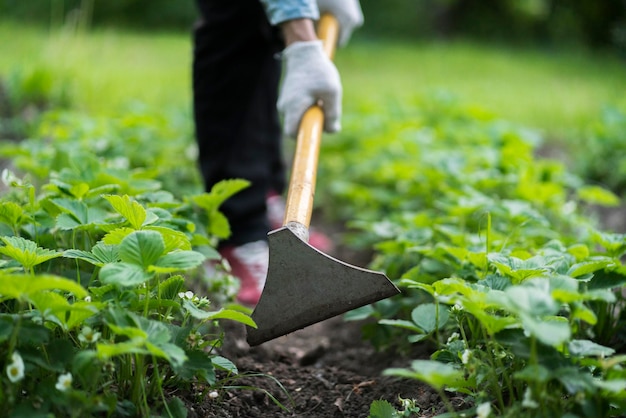 Ein junger Mann, der den Boden im Garten kultiviert und mit einer Hacke arbeitet