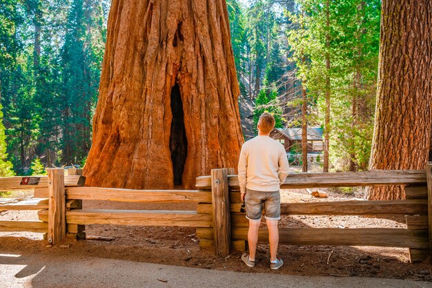 Ein junger Mann mit Rucksack spaziert im malerischen Sequoia National Park USA