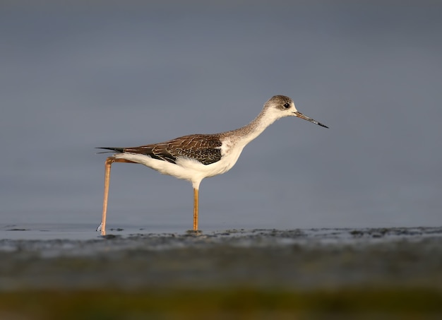 Ein junger Stelzenläufer (Himantopus Himantopus) geht im seichten Wasser im sanften Morgenlicht