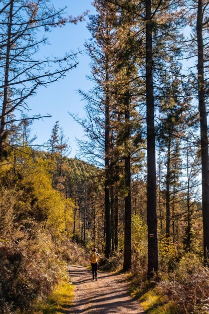 Ein junger Wanderer in einem herbstlichen Sonnenuntergang auf einer Route durch einen schönen Wald, um die Natur kennenzulernen