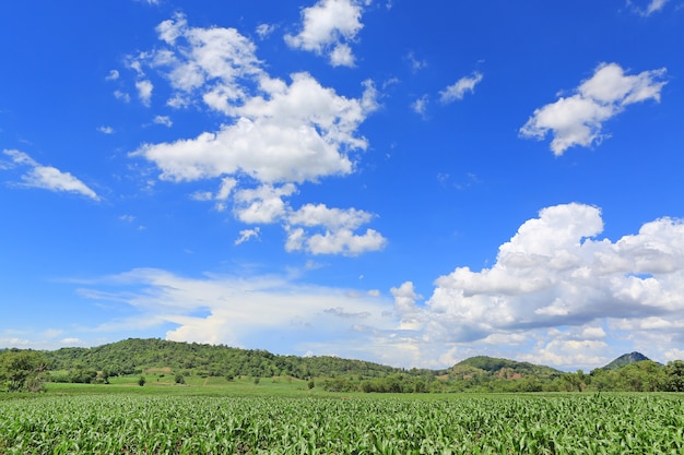 Ein junges grünes Maisfeld gegen blauen Himmel mit Wolken am Sommertag