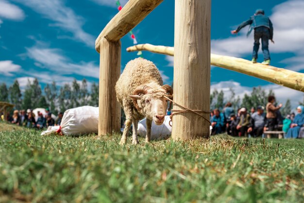 Ein junges Lamm an einen Pfosten gebunden. Volksfest