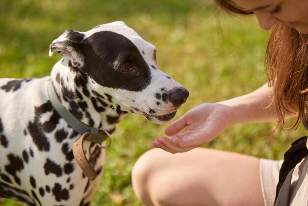 Ein junges Mädchen behandelt einen dalmatinischen Hund im Hundetrainingskonzept des Parks