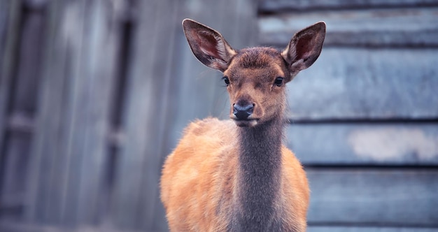 Ein junges weibliches Rothirsch im Zoo Großer Park