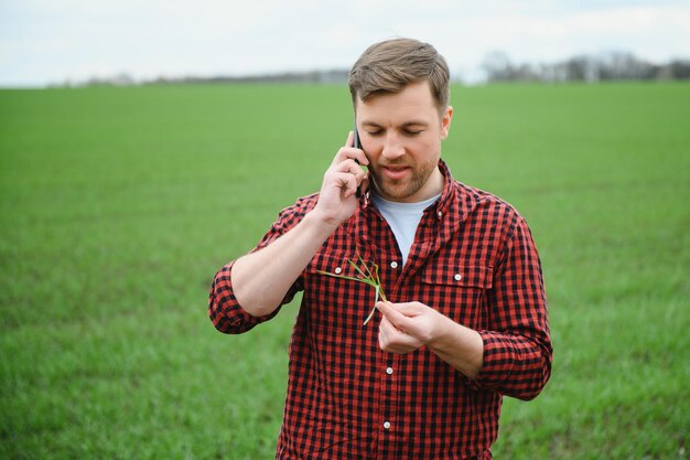 Ein Junglandwirt prüft die Qualität von Weizensprossen auf dem Feld Das Konzept der Landwirtschaft