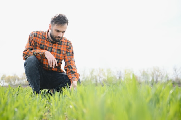 Ein Junglandwirt prüft die Qualität von Weizensprossen auf dem Feld Das Konzept der Landwirtschaft