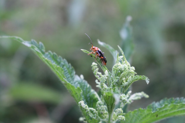 Ein Käfer auf einem Blatt