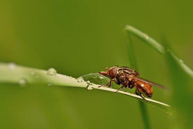 Ein Käfer auf einem Grashalm mit dem Wort Insekt darauf