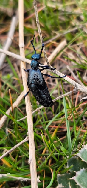 Foto ein käfer mit blauem kopf und schwarzem körper