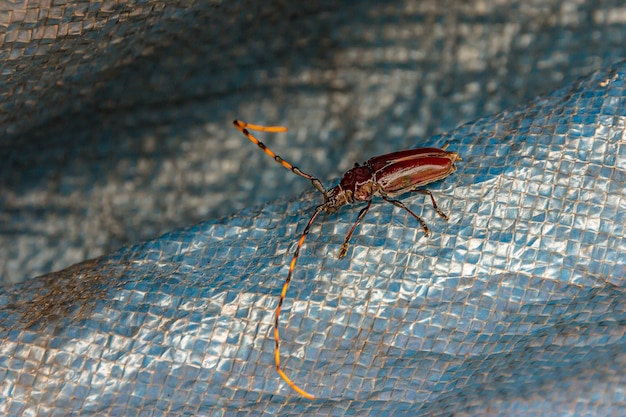 Ein Käfer mit gestreiftem Schnurrbart krabbelt am Zelt entlang