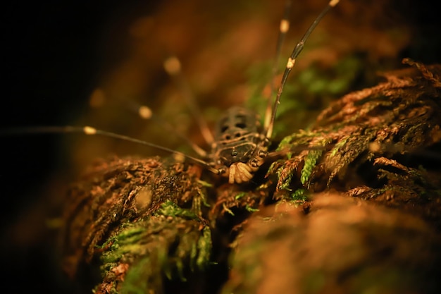 Ein Käfer sitzt im Dunkeln auf einem Baumstumpf.