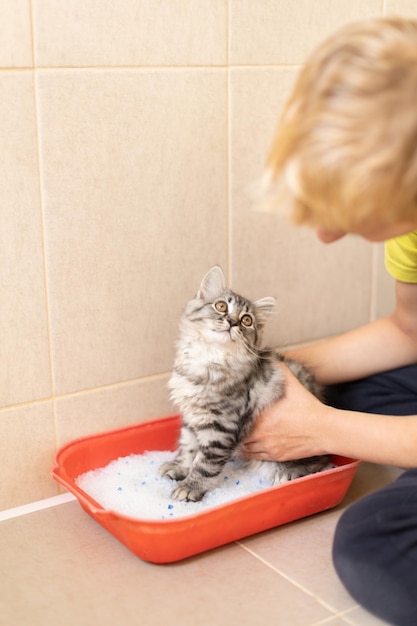 Ein Kätzchen auf die Toilette bringen, der Typ zeigt der Katze das Tablett