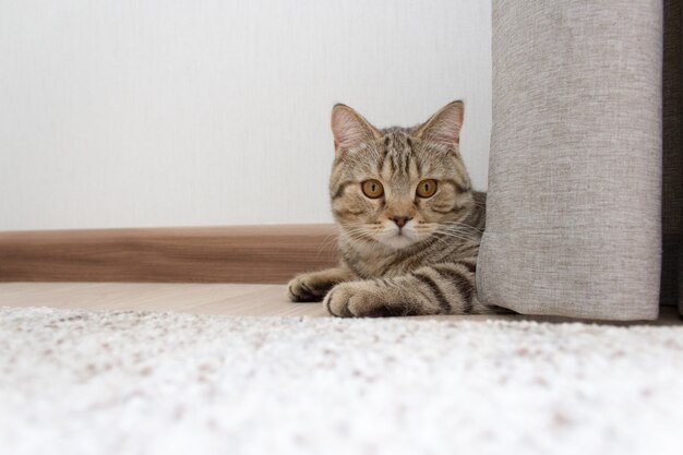 Ein Kätzchen liegt auf dem Boden, eine süße Katze versteckt sich hinter einem Vorhang