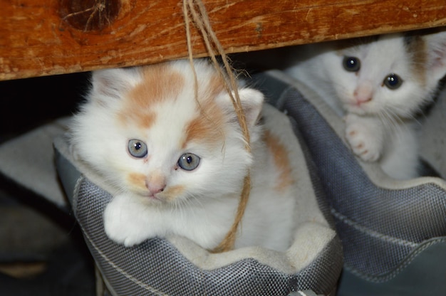 Ein Kätzchen mit blauen Augen sitzt in einem Schuh.