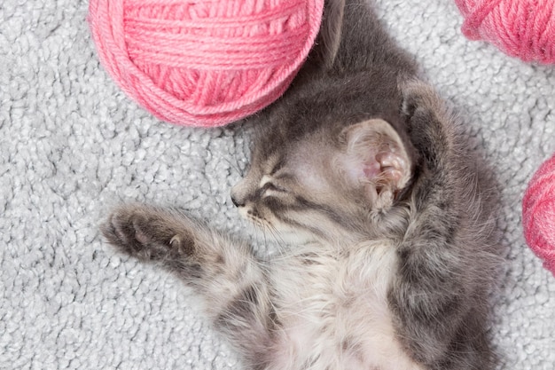 Ein Kätzchen schläft mit gespreizten Beinen auf einem Teppich mit Wollknäueln