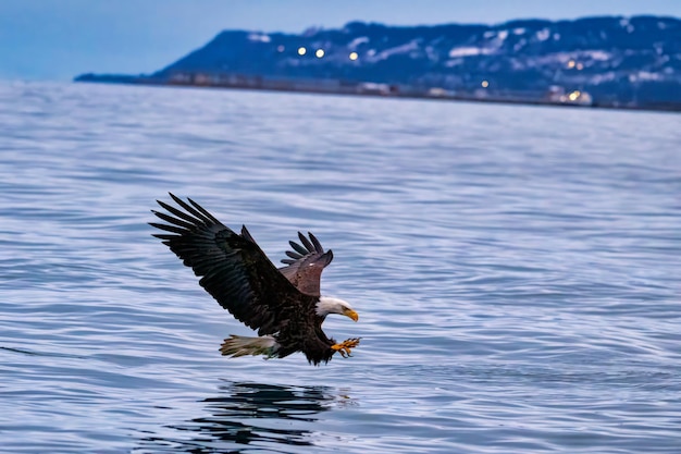 Foto ein kahlköpfiger adler fliegt über dem ozean, während er sich dem land nähert
