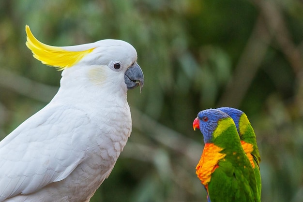 Ein Kakadu-Papagei und zwei Lorikeets